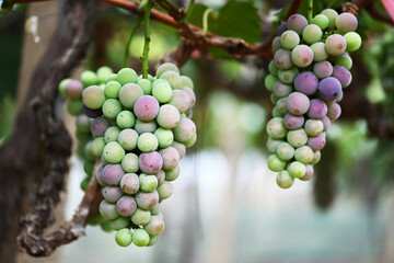 bunch of grapes on vine