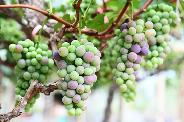 grapes on vine