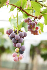 bunch of grapes