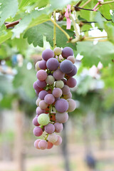 bunch of grapes