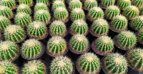Obraz premium A group of potted Echinocactus grusonii or known as golden barrel cactus, a large cactus plant with many sharp spikes and mostly white or yellow, thrives well in the tropics 