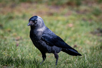 A large crow sits on the lawn and busily looks with one eye at the camera. A large black crow walks on the lawn and looks at the camera.