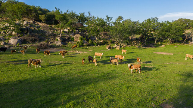 Ganado vacas becerros en el campo al aire libre exterior pastando comiendo pasto