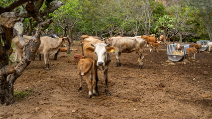 vacunación de Ganado vacas en el rancho granja campo becerros ganadería 