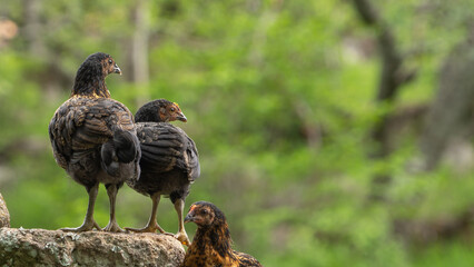 Tres hermosas aves polluelos pollos paradas en una roca al exterior de una granja con árboles disfrutando de un caluroso día