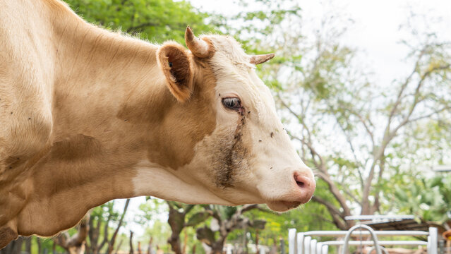 Ganado vaca becerro en el campo al aire libre exterior pastando comiendo pasto
