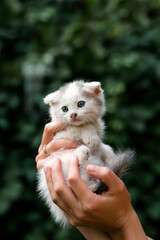 Little cute kitten in hands