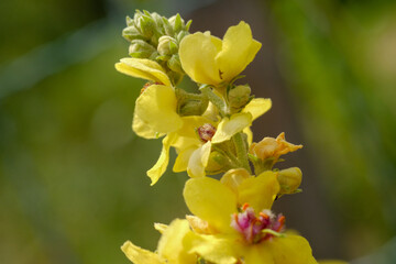 gelbe sommer pflanze im blütenstand
