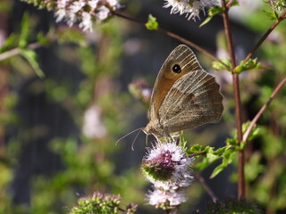 Meadow brown butterfly (Maniola jurtina) on a peppermint flower