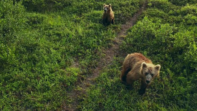 Drone view of a she-bear with a cub who saw the danger and decided to run away into the bushes in Kamchatka. Wild bears in their natural environment. The world's largest land predator
