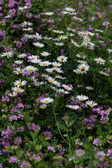 Field of flowers High quality photo.. Selective