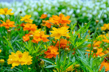 Field of beautiful yellow flowers in the garden in the morning
