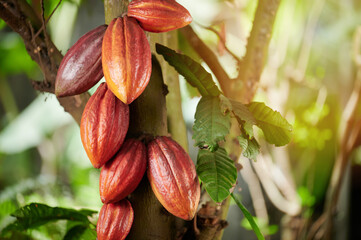 Cocoa pods on tree