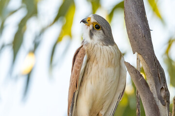 Australian Kestrel in Northern Territory of Australia