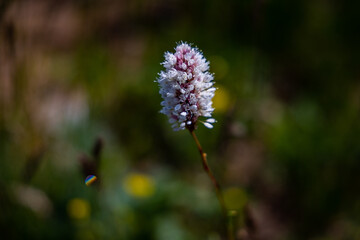 High Alpine Mountain Flower