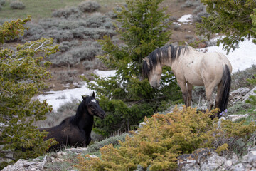 Wild horse mustang stallions about to fight in the Pryor Mountains wild horse range in the western...