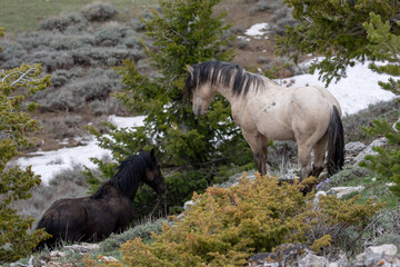 Mustang wild horse stallions approaching to fight in the western United States