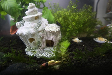 Coolie loach and guppy in the aquarium design for hobby concept