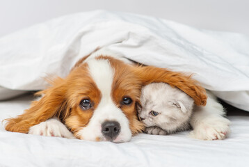 A King Charles Spaniel puppy covers a Scottish kitten under a blanket with his ear. Cute puppy and...