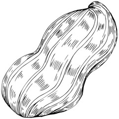 Peanut hand-drawn Vector Illustration isolated on white background. Retro style farm product for restaurant menu, market label, logo, emblem and kitchen design. Decoration for food packaging.