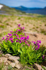 Obraz premium High Alpine Mountain Flower