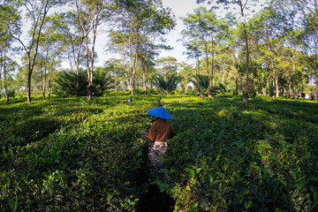 Morning view of tea plantation in Lawang (Malang)