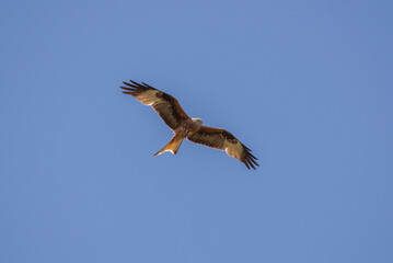 Red kite, Milvus milvus, in flight. This kite is endemic to the Western Palearctic region in Europe and northwest Africa. Photo taken in Colmenar Viejo, province of Madrid, Spain