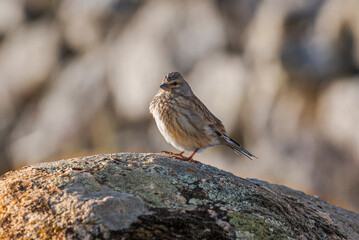 Female of Common linnet, Linaria cannabina, on a rock
