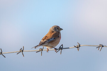 Male of Common linnet, Linaria cannabina, perched on a wire