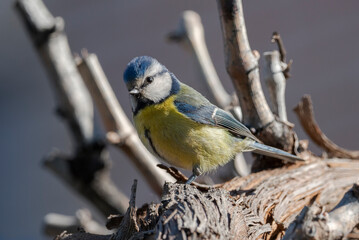 Obraz premium Eurasian blue tit, Cyanistes caeruleus, perched on a branch.