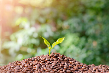 Growing coffee saplings and thrives on abundant coffee beans.