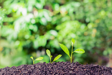 The seedling are growing from the rich soil to the morning sunlight that is shining, ecology concept.