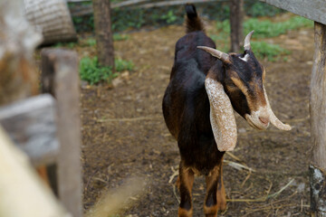 A black-striped brown goat walking in the farm area.
