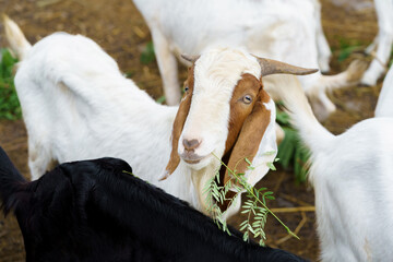 Brown-striped white goats are eating, herd of goats in the farm.