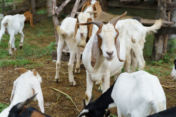 A goat breeder standing among herds of young goats.