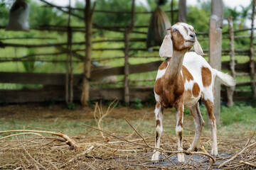 A white-brown polka-dotted goat looking outside the farm.