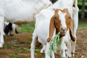 Close-up photo of baby goats feeding on farm, goat portrait