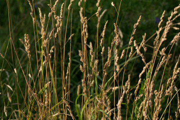 dry grass flowers, herbs. wild meadow plants.