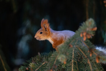 A curious red squirrel perched on a branch looks out of a tree in the spring time.