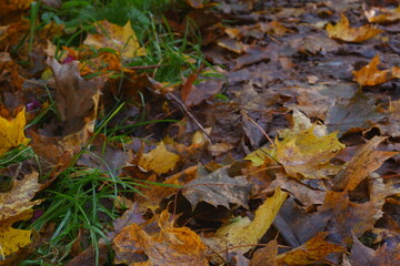 Cinematic color maple leaves on the ground in autumn