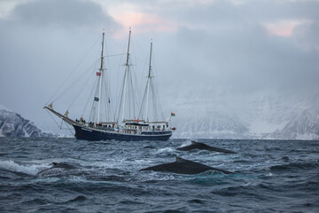 Fototapeta premium Humpback and Rembrandt van Run 3