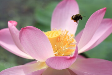 Obraz na płótnie Canvas 花粉集めに夢中な蜂