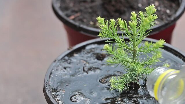 Watering a young sequoia tree that growing in the pot - Concept for care