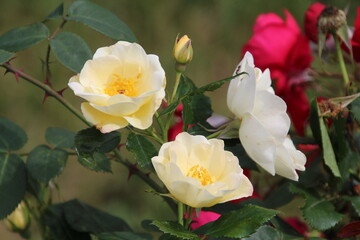 roses in the garden, U of A Botanic Gardens, Devon, Alberta