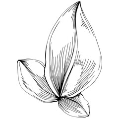 Basil vector isolated. Herbal engraved style illustration. Detailed organic product sketch. The best for design logo, menu, label, icon, stamp.