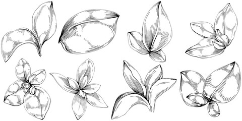 Basil vector isolated. Herbal engraved style illustration. Detailed organic product sketch. The best for design logo, menu, label, icon, stamp.