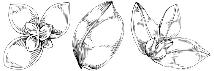 Basil vector isolated. Herbal engraved style illustration. Detailed organic product sketch. The best for design logo, menu, label, icon, stamp.