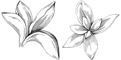 Basil vector isolated. Herbal engraved style illustration. Detailed organic product sketch. The best for design logo, menu, label, icon, stamp.