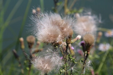 thistle going to seed, William Hawrelak Park, Edmonton, Alberta