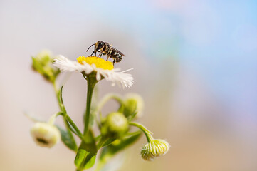 bee sitting on a daisy close-up
